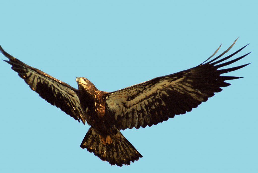 Fledging_Bald_Eagle_CROP-77b2f7a41bc3a3dc8a1efabc1078e05a