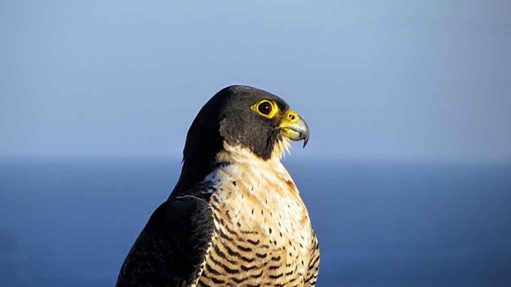 Peregrine_falcon_Australia_CROP-e74b8243e3ca9799a36d20bfdb25d342